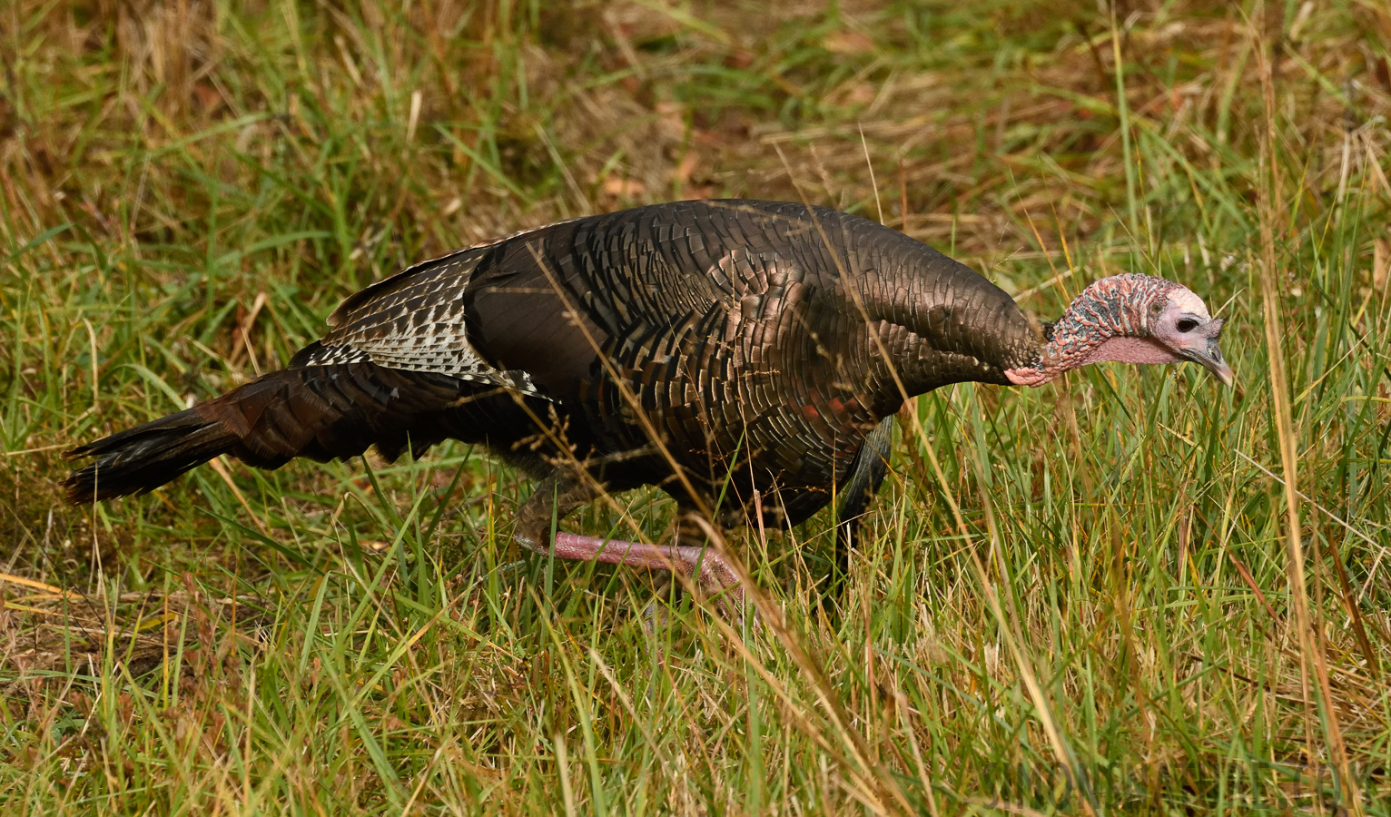 Meleagris gallopavo silvestris [400 mm, 1/1600 sec at f / 9.0, ISO 1600]